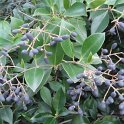 Ligustrum japonicum fruit